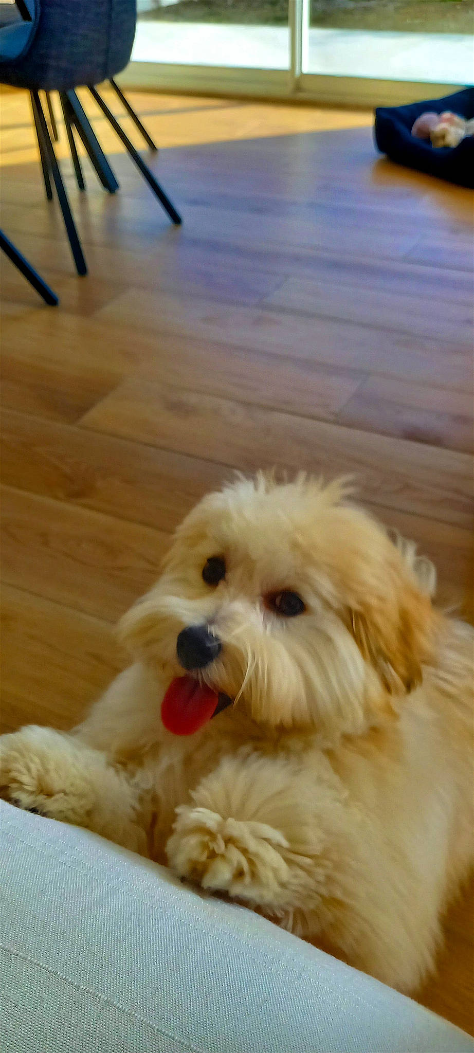 Youki participe au concours pour gagner de l'argent avec cette photo : canidae, carnivore, companion_dog, dog, dog_breed, eye, flooring, fur, hardwood, plank, snout, terrier, toy_dog, varnish, water_dog, wood, wood_flooring, wood_stain, working_animal, yellow