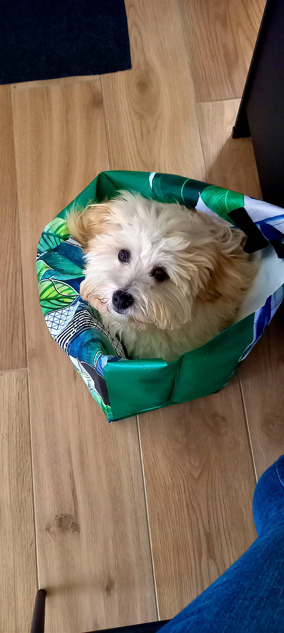 Youki a rejoint le concours — aidez-le/la à gagner de superbes lots ! canidae, carnivore, companion_dog, dog, dog_breed, dog_clothes, dog_supply, hardwood, maltepoo, non_sporting_group, pet_supply, poodle_crossbreed, puppy, small_terrier, snout, sporting_group, terrier, toy_dog, wood, working_animal