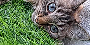 Vanille participe au concours pour gagner de l'argent avec cette photo : cat, close_up, blue_eyes, grass, fur, whiskers, nose, ear, texture, animal, pet, outdoor, curious, lying_down, nature, soft, portrait, feline, mammal, relaxed
