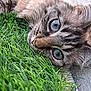 cat, close_up, blue_eyes, grass, fur, whiskers, nose, ear, texture, animal, pet, outdoor, curious, lying_down, nature, soft, portrait, feline, mammal, relaxed