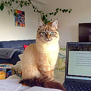 Vanille a rejoint le concours — aidez-le/la à gagner de superbes lots ! cat, fluffy_cat, blue_eyes, laptop, text_on_screen, papers, orange_juice, glass, living_room, couch, blanket, plant, wall_art, table, indoor, furniture, home_office, domestic_animal, pet, curious