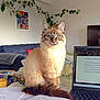 cat, fluffy_cat, blue_eyes, laptop, text_on_screen, papers, orange_juice, glass, living_room, couch, blanket, plant, wall_art, table, indoor, furniture, home_office, domestic_animal, pet, curious