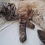 cat, sleeping, tabby, fluffy, paw, couch, blanket, indoor, pet, relaxing, fur, cozy, resting, animal, whiskers, tail, closeup, comfort, home, nap