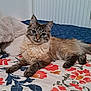 animal, bedspread, blanket, blue_eyes, cat, cozy, cute, domestic_cat, ears, feline, floral_pattern, fluffy, fur, indoor, laying_down, pet, pillow, relaxed, resting, whiskers
