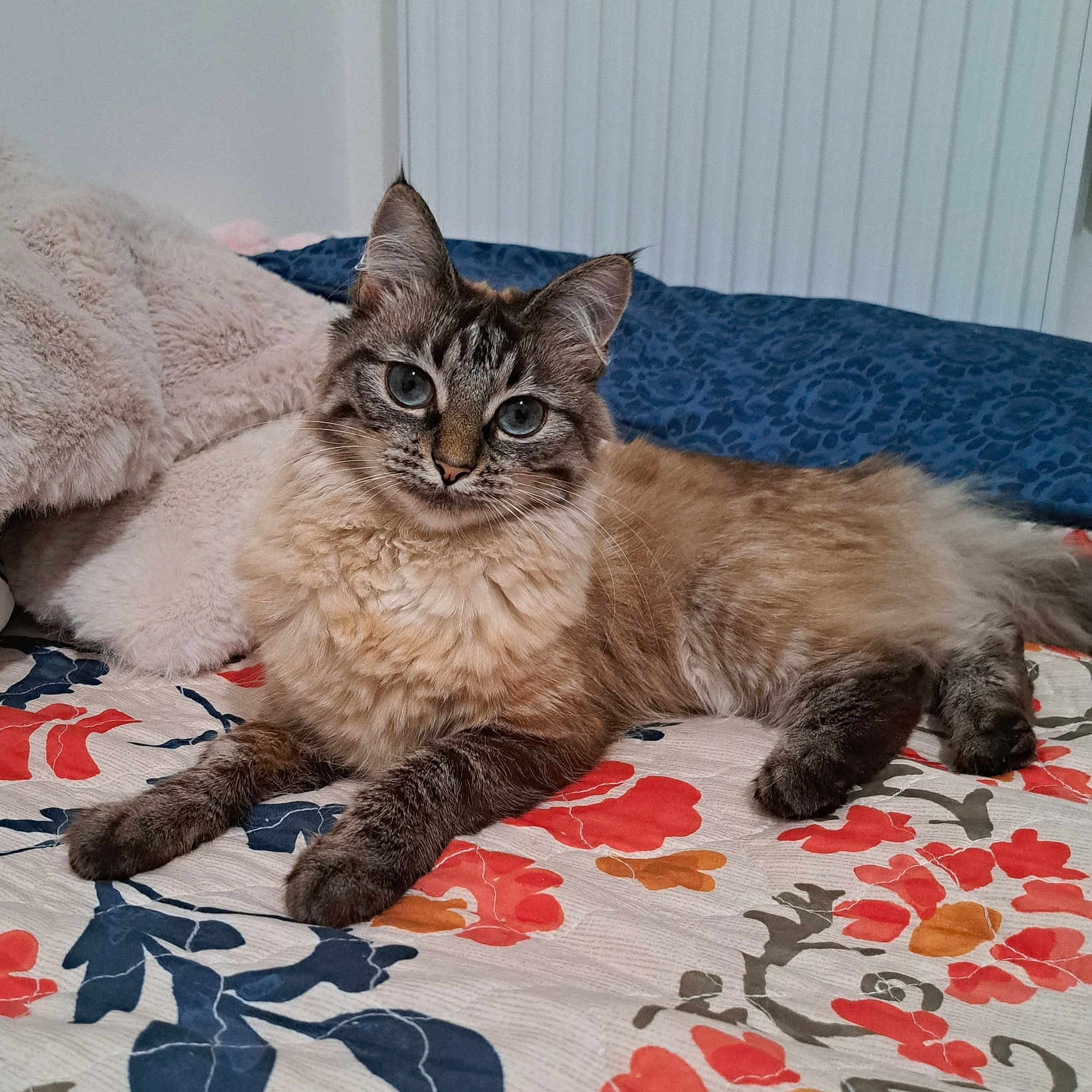 Vanille a rejoint le concours — aidez-le/la à gagner de superbes lots ! animal, bedspread, blanket, blue_eyes, cat, cozy, cute, domestic_cat, ears, feline, floral_pattern, fluffy, fur, indoor, laying_down, pet, pillow, relaxed, resting, whiskers