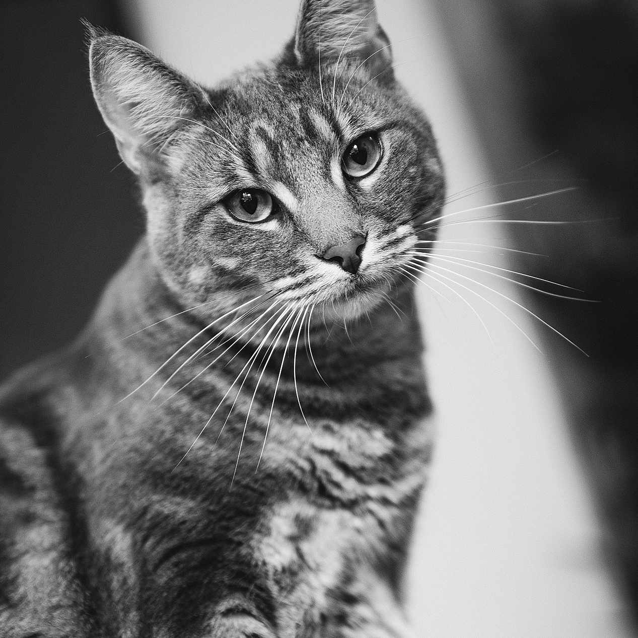Michael Pantoufle a rejoint le concours — aidez-le/la à gagner de superbes lots ! animal, black_and_white, cat, close_up, curious, domestic_animal, ears, eyes, face, feline, fur, indoor, looking, mammal, pet, portrait, sitting, soft_background, tabby, whiskers