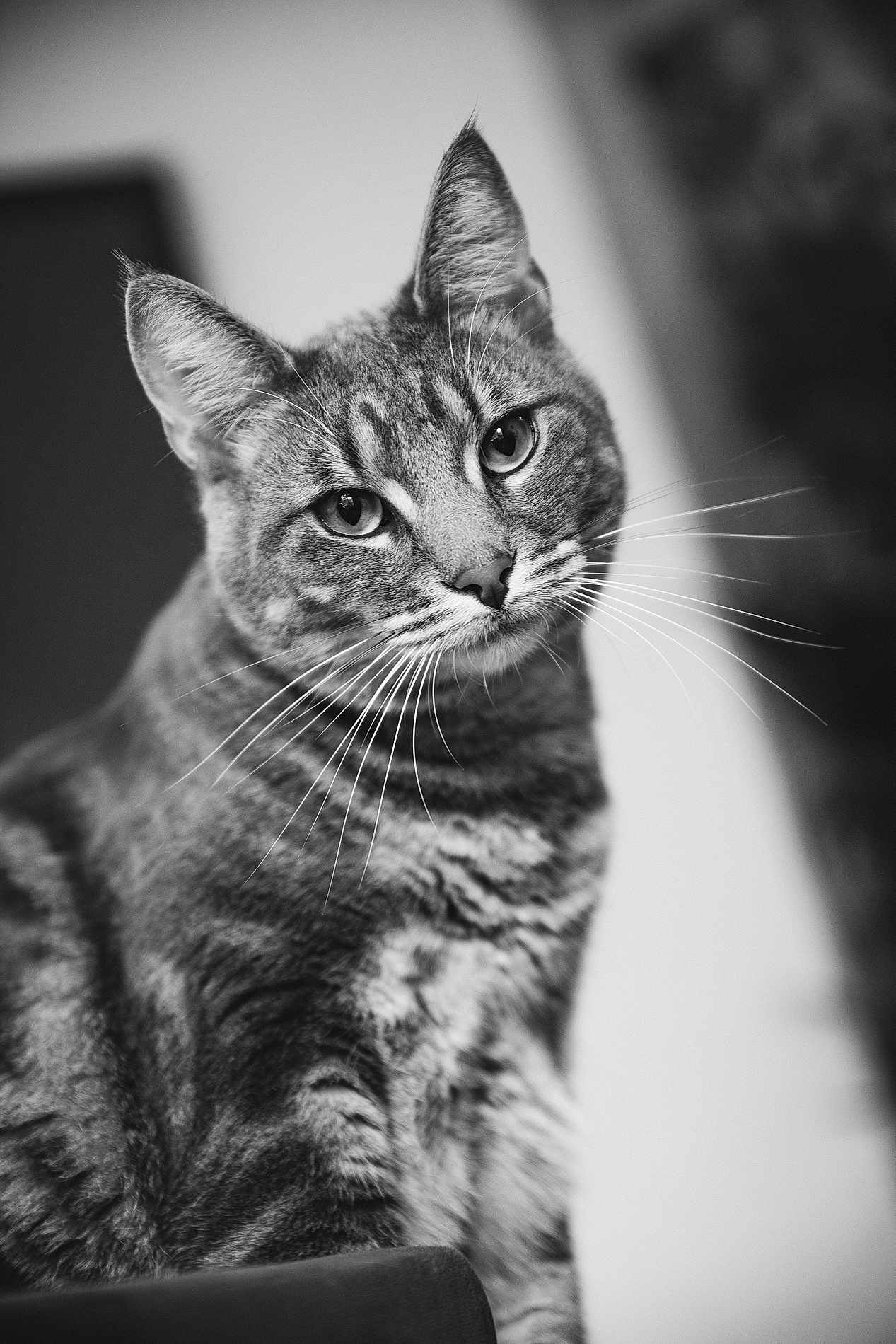 Michael Pantoufle a rejoint le concours — aidez-le/la à gagner de superbes lots ! cat, tabby, whiskers, portrait, black_and_white, animal, pet, feline, sitting, curious, close_up, indoor, fur, ears, eyes, face, mammal, looking, domestic_animal, soft_background