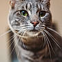 cat, tabby, close_up, green_eyes, whiskers, pet, animal, feline, indoor, portrait, cute, fur, mammal, face, looking, domestic, soft_focus, ears, nose