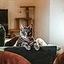Michael Pantoufle a rejoint le concours — aidez-le/la à gagner de superbes lots ! cat, tabby_cat, green_eyes, couch, furniture, indoor, pet, relaxed, animal, domestic, home, living_room, cat_tree, soft_light, curious, mammal, whiskers, ears, paws, resting