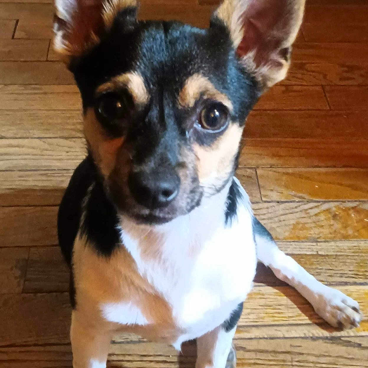 Loki is registered to the contest to win money with this photo: animal, black, brown, canine, cute, dog, domestic, ears, eyes, fur, indoor, looking, nose, paws, pet, portrait, sitting, small_dog, white, wooden_floor