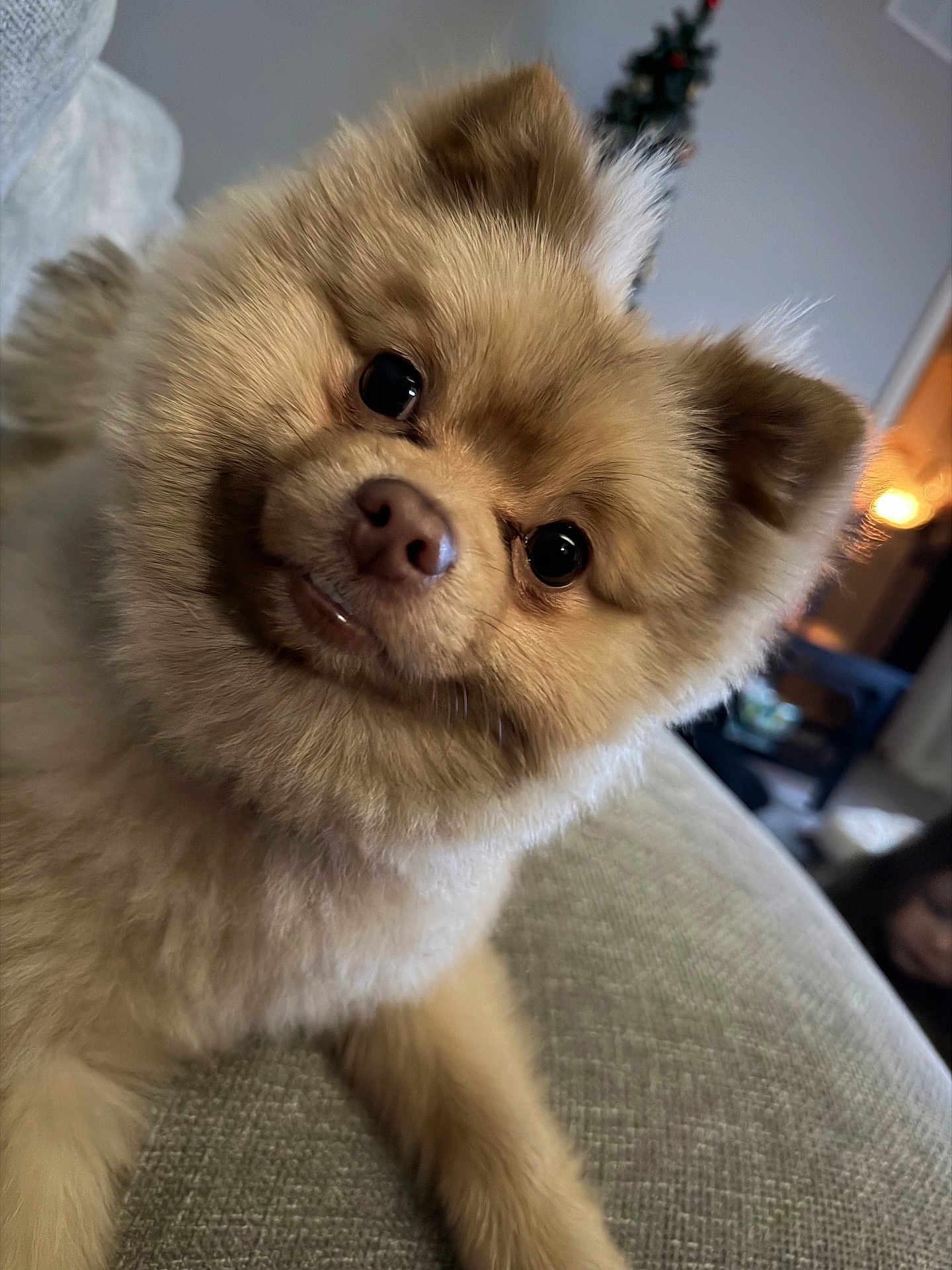 Tofu is registered to the contest to win money with this photo: dog, pomeranian, pet, fluffy_fur, close_up, eyes, nose, ears, cute, portrait, indoor, sofa, couch, living_room, cozy, whiskers, brown_fur, small_dog, looking_at_camera, person