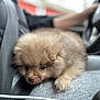 Tofu is registered to the contest to win money with this photo: puppy, dog, pet, fluffy, fur, close_up, portrait, car_interior, seatbelt, steering_wheel, jeans, lap, paw, cute, sleepy, soft_focus, shallow_depth_of_field, companion, travel, human_arm