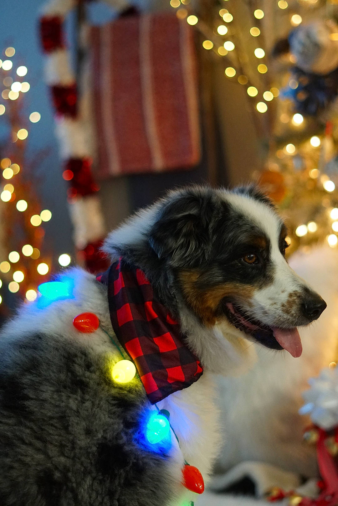 Sonic is registered to the contest to win money with this photo: carnivore, christmas, christmas_decoration, christmas_eve, christmas_lights, christmas_ornament, collar, companion_dog, dog, dog_breed, dog_collar, dog_supply, fur, holiday, interior_design, plaid, snout, sporting_group, winter, working_animal
