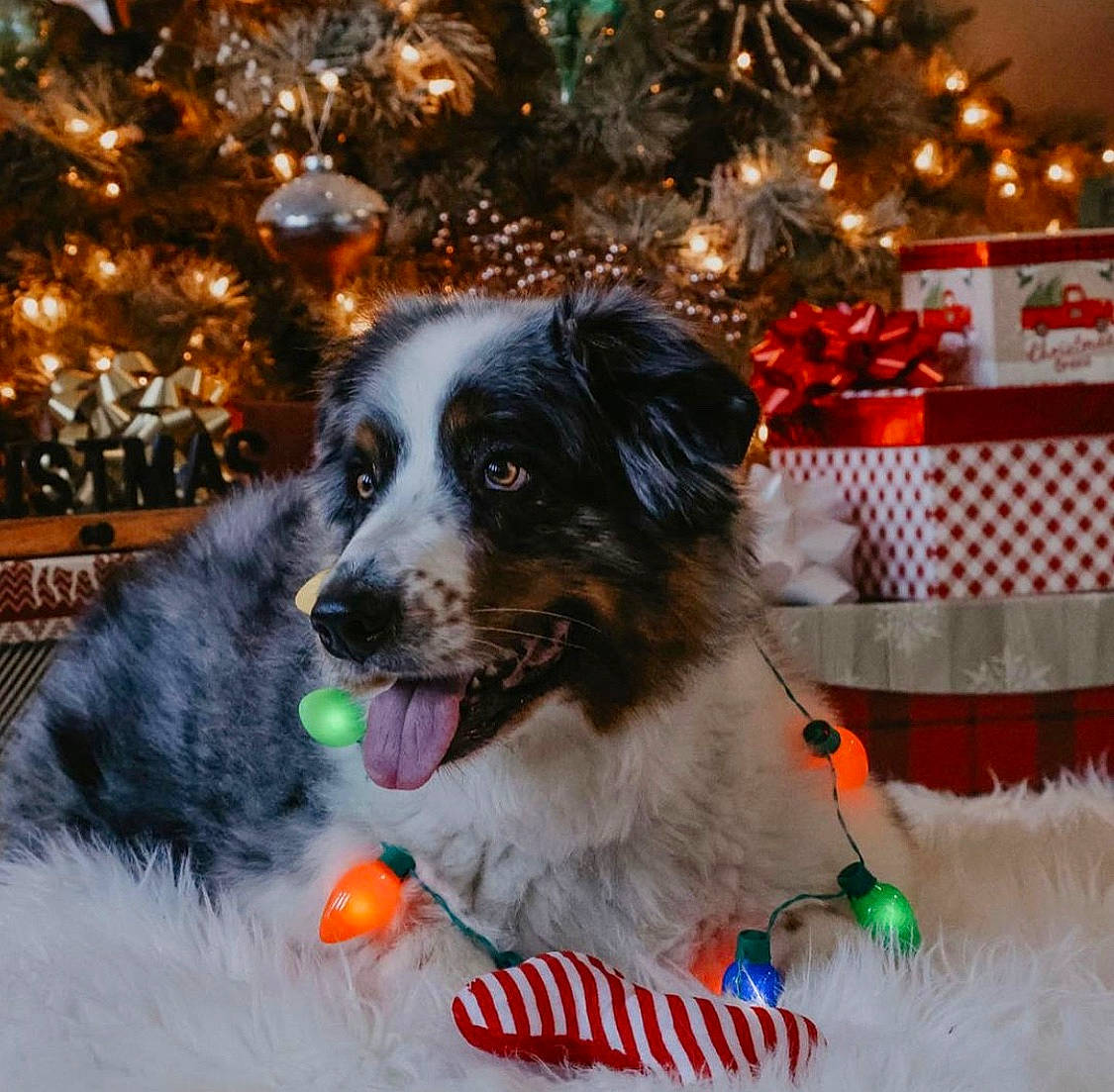 Sonic joined the competition — help win amazing prizes! border_collie, canidae, carnivore, christmas, christmas_decoration, collar, companion_dog, dog, dog_breed, dog_collar, dog_supply, fur, herding_dog, holiday, interior_design, ornament, pet_supply, snout, sporting_group, working_animal