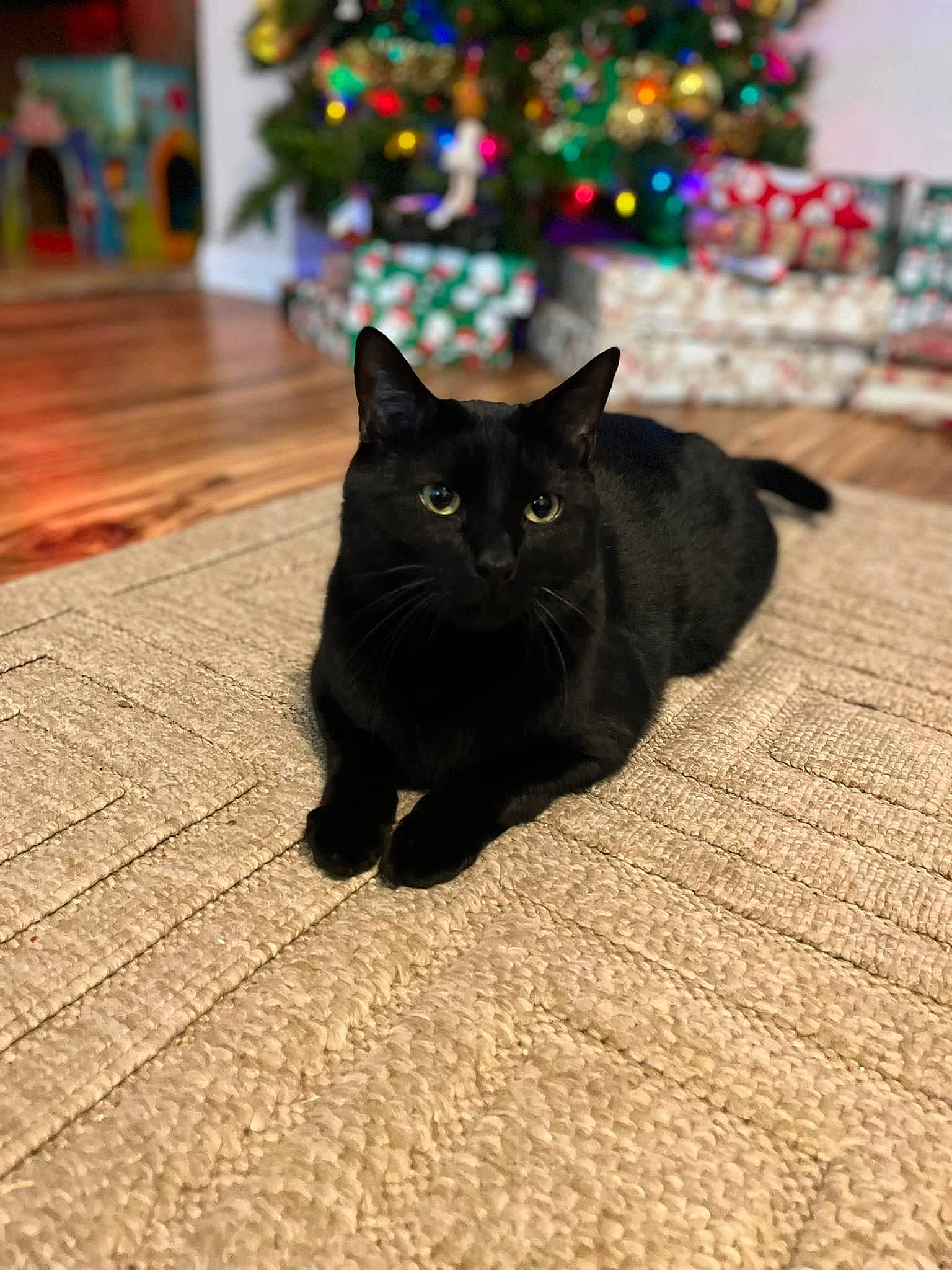Irish Potato joined the competition — help win amazing prizes! black, black_cat, bombay, carnivore, cat, christmas_decoration, christmas_ornament, christmas_tree, felidae, floor, flooring, grey, light, plant, small_to_medium_sized_cats, snout, tail, tree, whiskers, wood