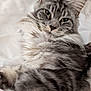 cat, tabby, fluffy, gray, white, pet, animal, feline, closeup, portrait, relaxed, lying_down, soft, bed, blanket, whiskers, ears, fur, cute, indoor
