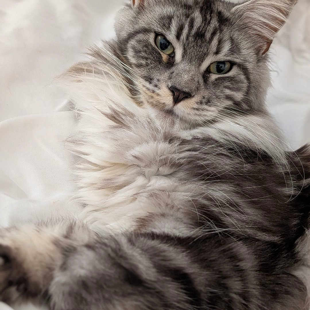 Zélya