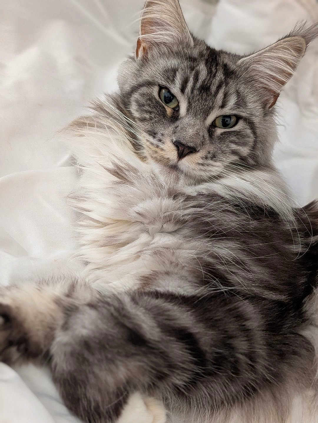 Zélya