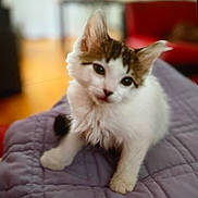 Snowball is registered to the contest to win money with this photo: kitten, cat, pet, indoor, fur, whiskers, cute, young, purple_quilt, furniture, blurred_background, domestic_animal, small, feline, curious, soft, animal, mammal, resting, closeup