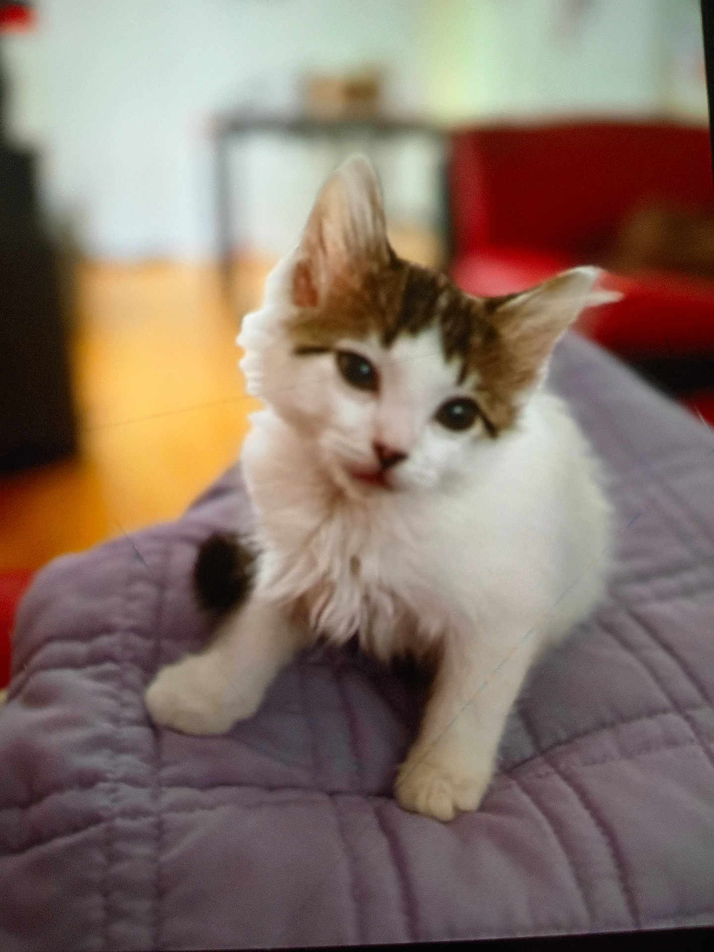 Snowball