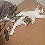 cat, sleeping, bed, brown_bedspread, striped_cat, white_cat, pets, indoor, relaxing, cozy, feline, domestic_animal, resting, cute, two_cats, stretching, collar, glasses_case, home, comfort