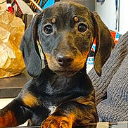 Charly a rejoint le concours — aidez-le/la à gagner de superbes lots ! black_and_tan, close_up, countertop, cute, dachshund, dog, ears, eyes, face, indoor, kitchen, looking_at_camera, nose, paw, person_arm, portrait, puppy, reflection, sweater, table