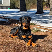 King is registered to the contest to win money with this photo: brown_black_coat, canine, dirt, dog, house, lying_down, nature, outdoors, paws, pet, pine_needles, pine_trees, portrait, rottweiler, shadow, snow, sunlight, tree_trunk, winter, yard