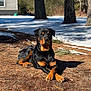 brown_black_coat, canine, dirt, dog, house, lying_down, nature, outdoors, paws, pet, pine_needles, pine_trees, portrait, rottweiler, shadow, snow, sunlight, tree_trunk, winter, yard