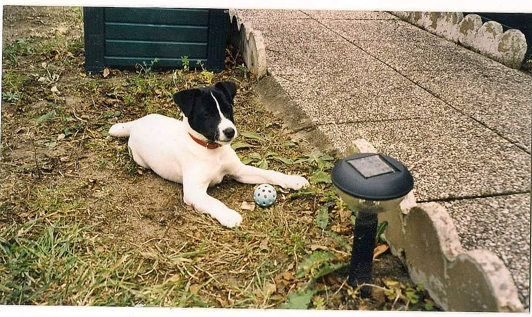 Domino a rejoint le concours — aidez-le/la à gagner de superbes lots ! canidae, carnivore, companion_dog, dog, dog_breed, fence, grass, hunting_dog, non_sporting_group, plant, puppy, road_surface, shadow, sidewalk, snout, soil, sporting_group, tail, working_animal, working_dog