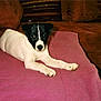 Domino participe au concours pour gagner de l'argent avec cette photo :
