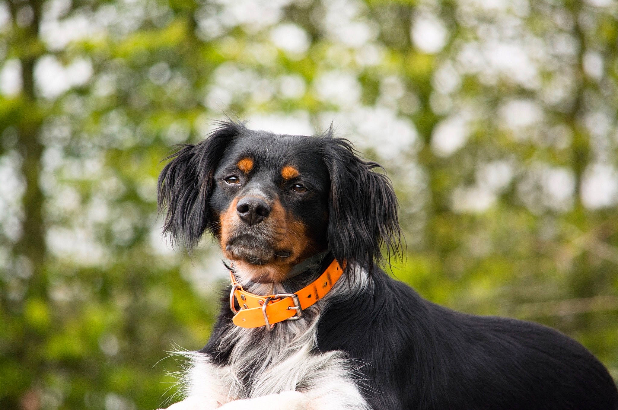 Mayko participe au concours pour gagner de l'argent avec cette photo : ball, bernese_mountain_dog, canidae, carnivore, companion_dog, dog, dog_breed, fur, grass, hunting_dog, snout, sporting_group, tree, whiskers, working_animal, working_dog