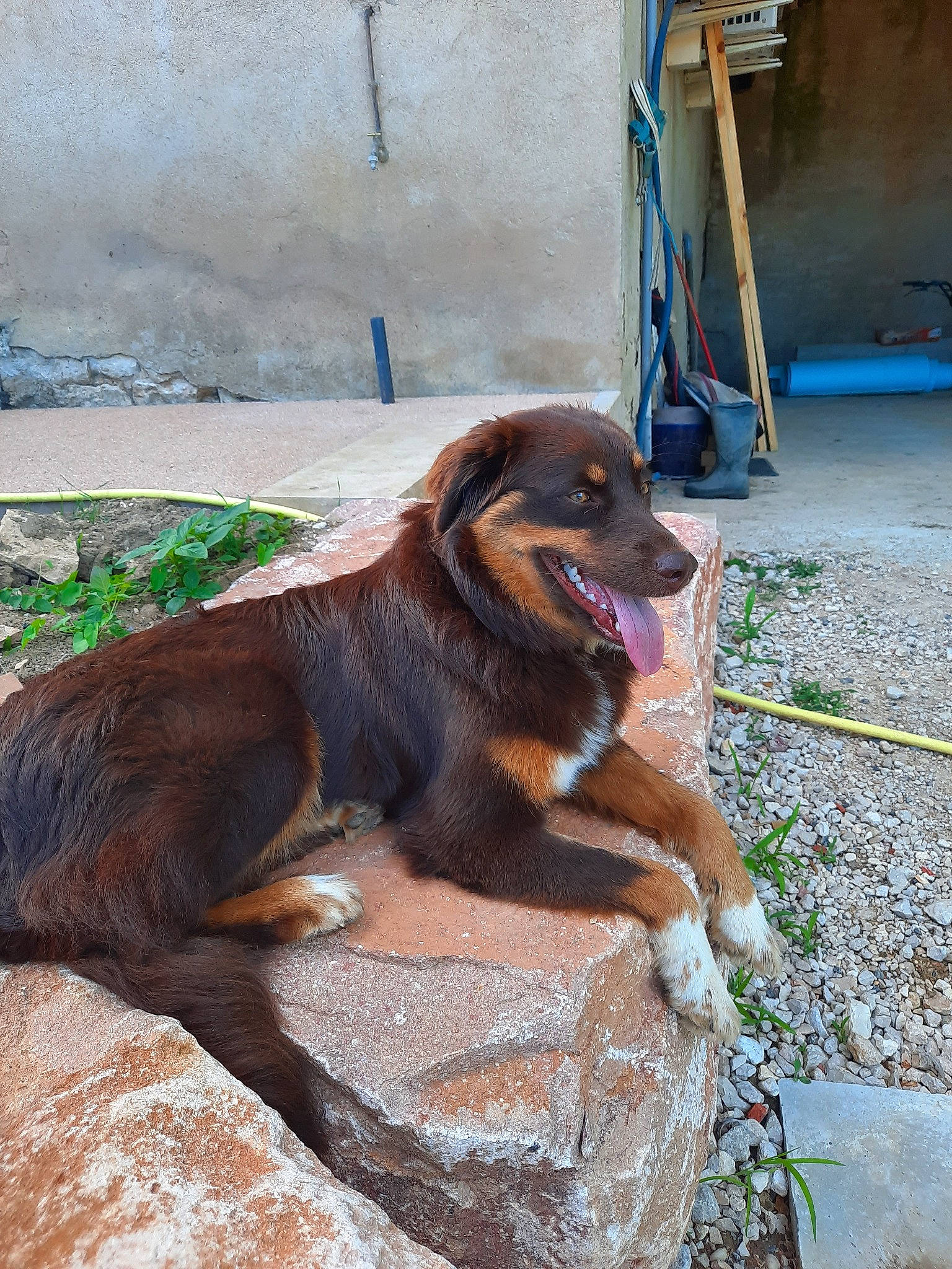 Perfect participe au concours pour gagner de l'argent avec cette photo : canidae, carnivore, dog, dog_breed, fawn, sporting_group