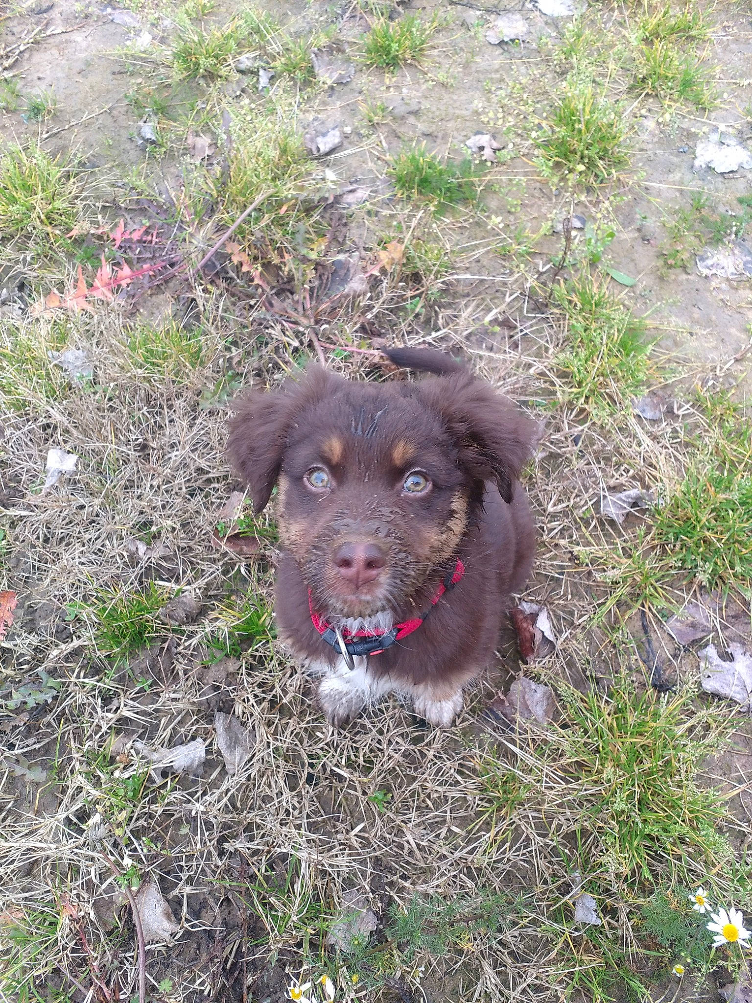 Perfect participe au concours pour gagner de l'argent avec cette photo : canidae, carnivore, dog, dog_breed, german_longhaired_pointer, hunting_dog, liver, mammal, small_munsterlander, spaniel, sporting_group