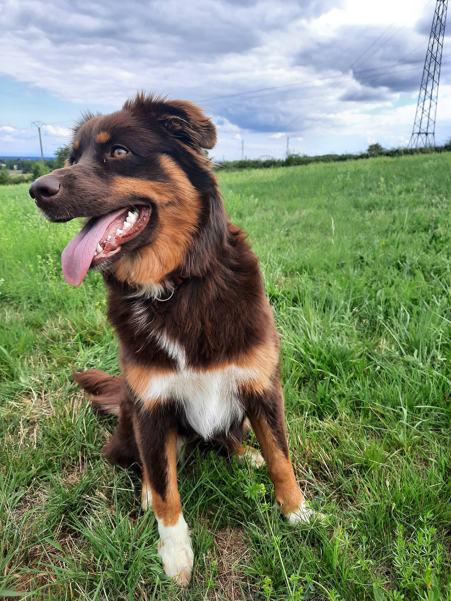Perfect participe au concours pour gagner de l'argent avec cette photo : australian_collie, australian_shepherd, basque_shepherd_dog, bernese_mountain_dog, border_collie, canidae, carnivore, companion_dog, dog, dog_breed, english_shepherd, grass, herding_dog, mammal, miniature_australian_shepherd, plant, rare_breed_dog, sporting_group, vertebrate, working_dog