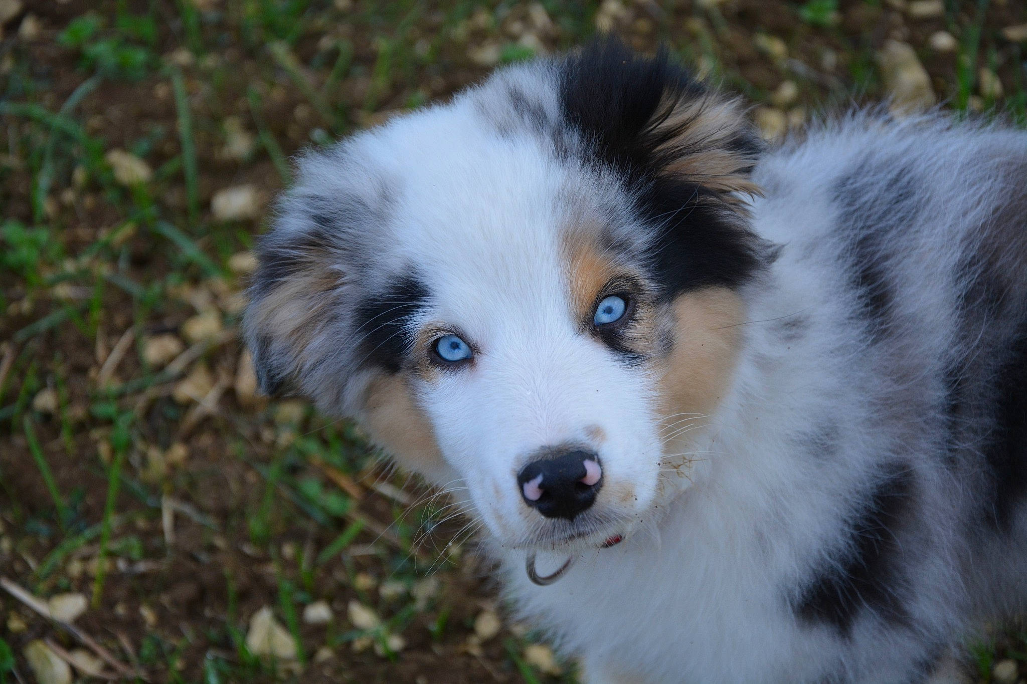 Maïko a rejoint le concours — aidez-le/la à gagner de superbes lots ! australian_collie, australian_shepherd, border_collie, canidae, carnivore, companion_dog, dog, dog_breed, english_shepherd, herding_dog, mammal, miniature_australian_shepherd, puppy, rare_breed_dog, scotch_collie, snout, sporting_group, tornjak, vertebrate, welsh_sheepdog