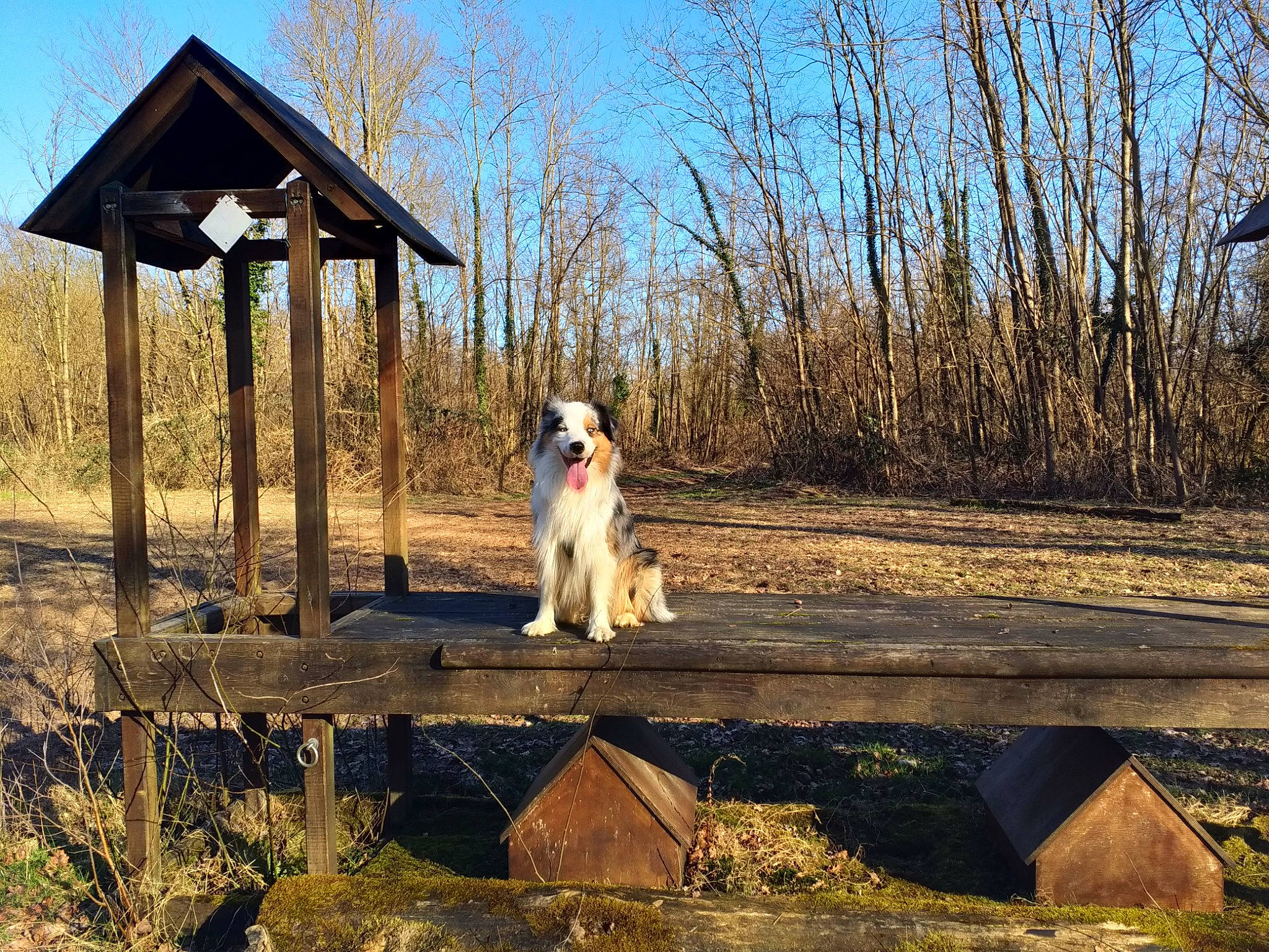 Maïko a rejoint le concours — aidez-le/la à gagner de superbes lots ! australian_shepherd, canidae, carnivore, companion_dog, dog, dog_breed, sporting_group, tree, winter, working_dog