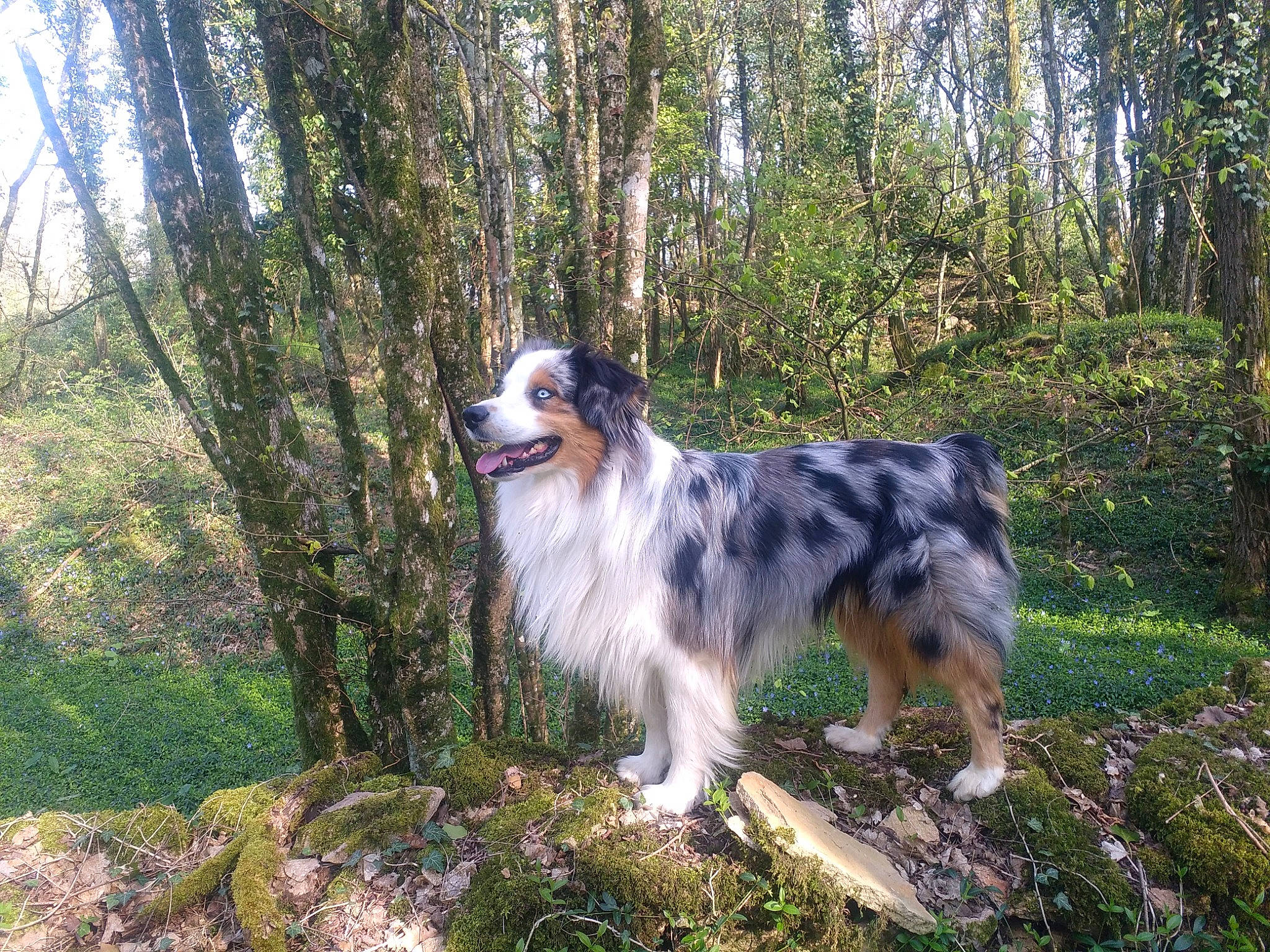 Maïko participe au concours pour gagner de l'argent avec cette photo : australian_shepherd, canidae, carnivore, dog, dog_breed, english_shepherd, herding_dog, mammal, miniature_australian_shepherd, rare_breed_dog, sporting_group, vertebrate, working_dog