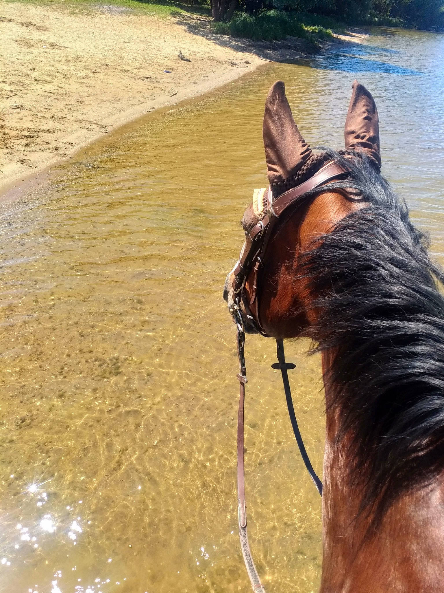 Arsenic a rejoint le concours — aidez-le/la à gagner de superbes lots ! bridle, halter, horse, horse_supplies, horse_tack, liver, mammal, mane, mare, mustang_horse, recreation, rein, sky, snout, sorrel, stallion, trail_riding, tree, vertebrate, working_animal