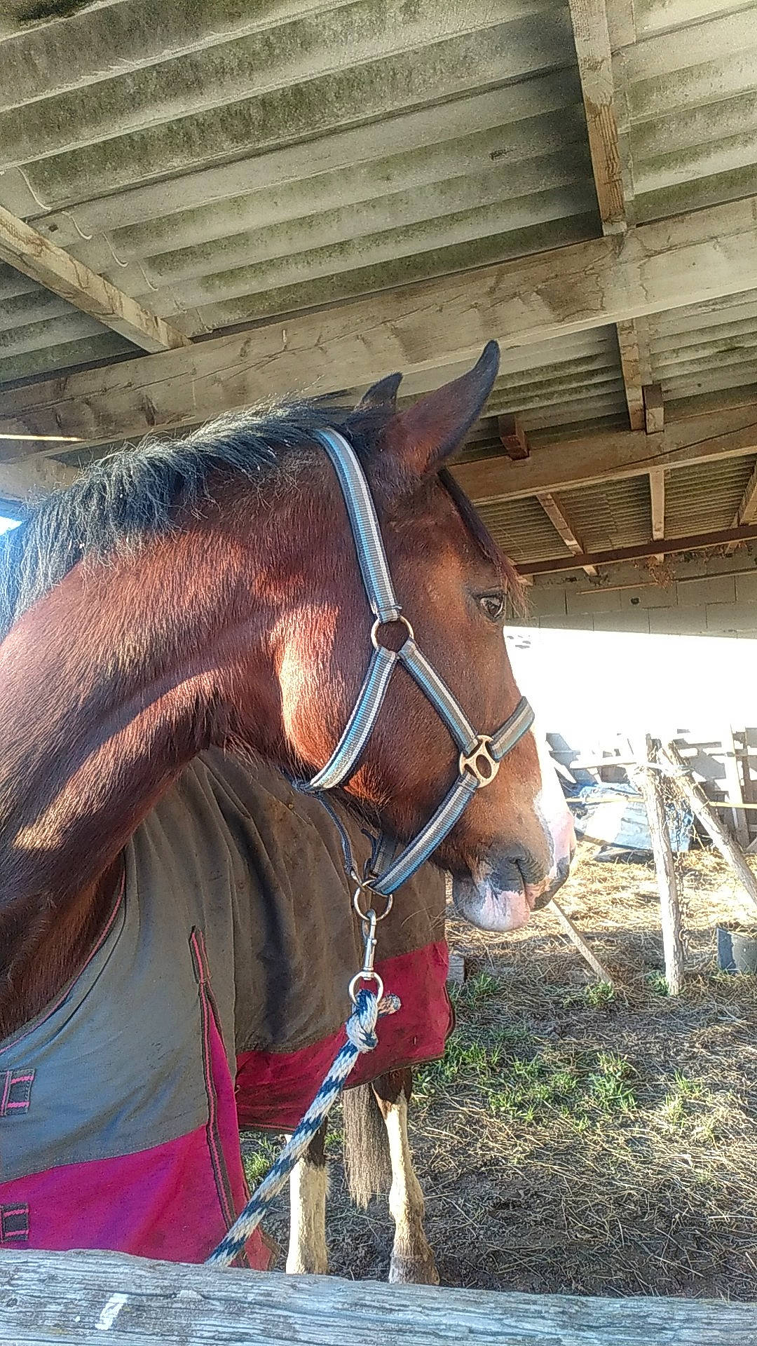 Arsenic a rejoint le concours — aidez-le/la à gagner de superbes lots ! bit, bridle, halter, horse, horse_harness, horse_supplies, horse_tack, liver, mane, mare, pack_animal, rein, snout, sorrel, stable, stallion, working_animal