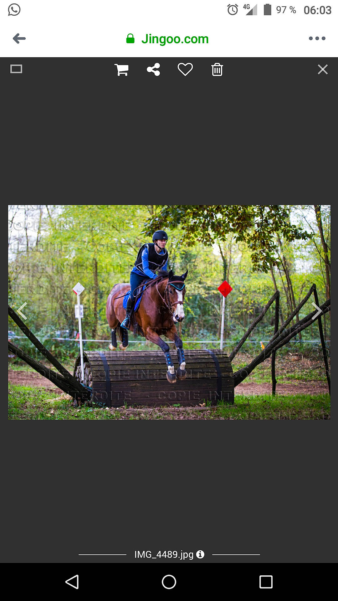 Arsenic participe au concours pour gagner de l'argent avec cette photo : animal_sports, bridle, english_riding, equestrian_sport, equestrianism, equitation, eventing, halter, horse, horse_supplies, horse_tack, individual_sports, outdoor_recreation, photography, recreation, rein, saddle, show_jumping, sports, website
