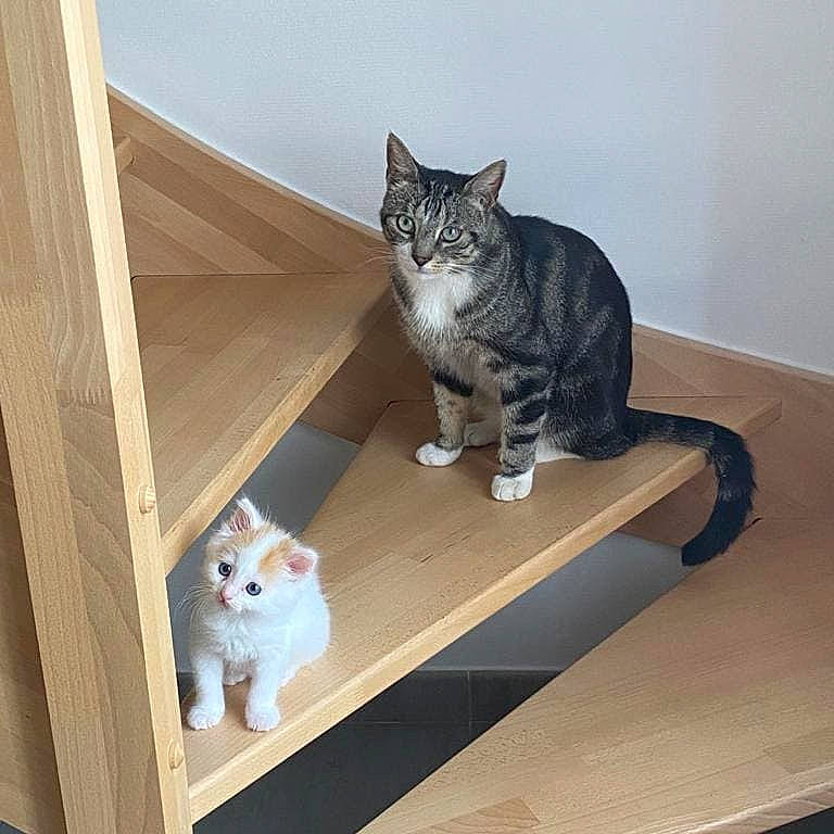 Sparrow Et Noisette a rejoint le concours — aidez-le/la à gagner de superbes lots ! carnivore, cat, cat_supply, comfort, domestic_short_haired_cat, felidae, floor, flooring, fur, hardwood, interior_design, pet_supply, room, shelf, shelving, small_to_medium_sized_cats, tail, whiskers, window, wood