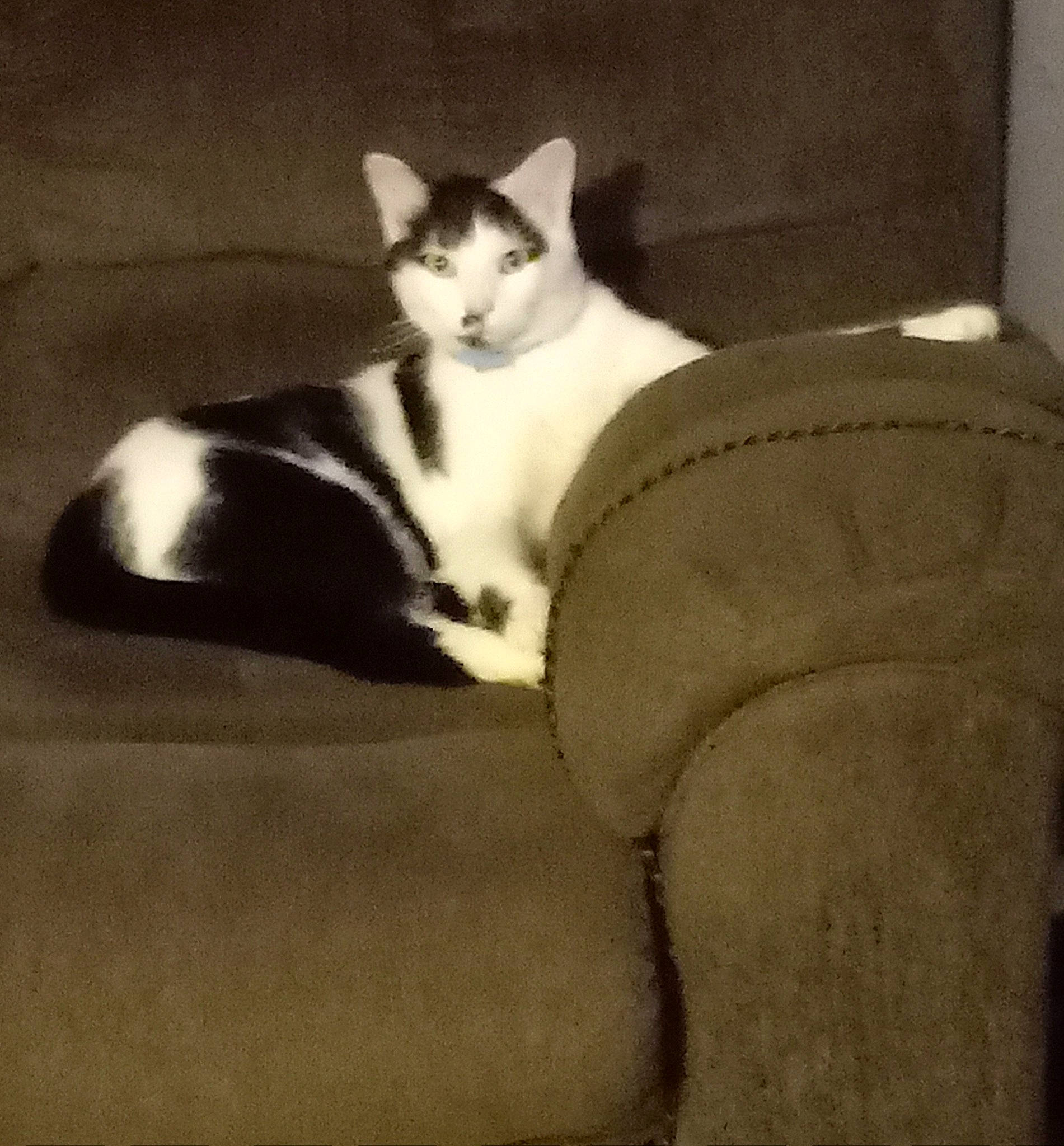 Domino joined the competition — help win amazing prizes! carnivore, cat, comfort, domestic_short_haired_cat, eye, felidae, fur, grey, leg, monochrome_photography, paw, sitting, small_to_medium_sized_cats, snout, tail, tints_and_shades, tree, whiskers, window, wood