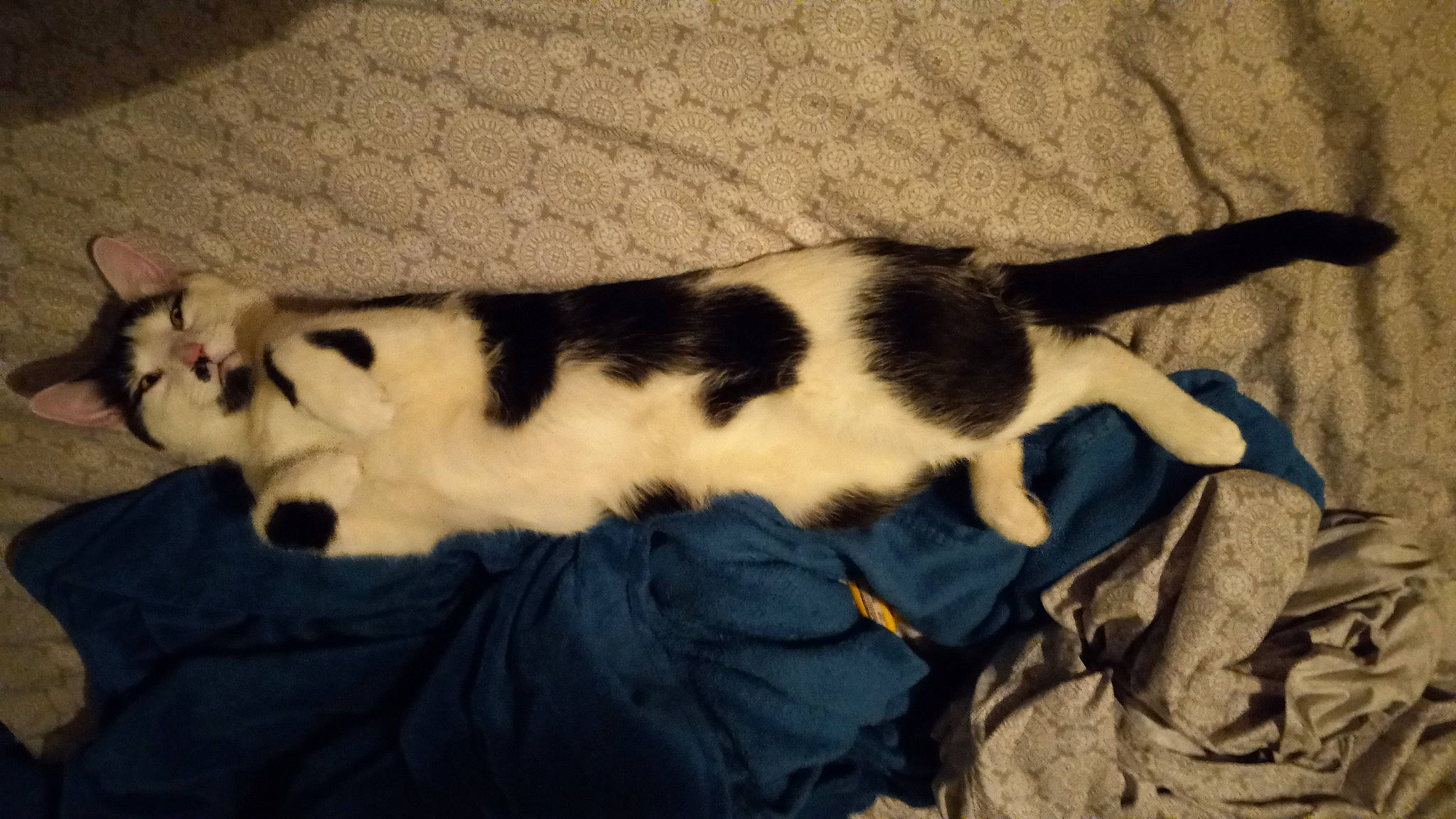 Domino is registered to the contest to win money with this photo: carnivore, cat, comfort, companion_dog, dog_breed, domestic_short_haired_cat, felidae, fur, linens, nap, paw, puppy, sleep, small_to_medium_sized_cats, tail, whiskers, wood