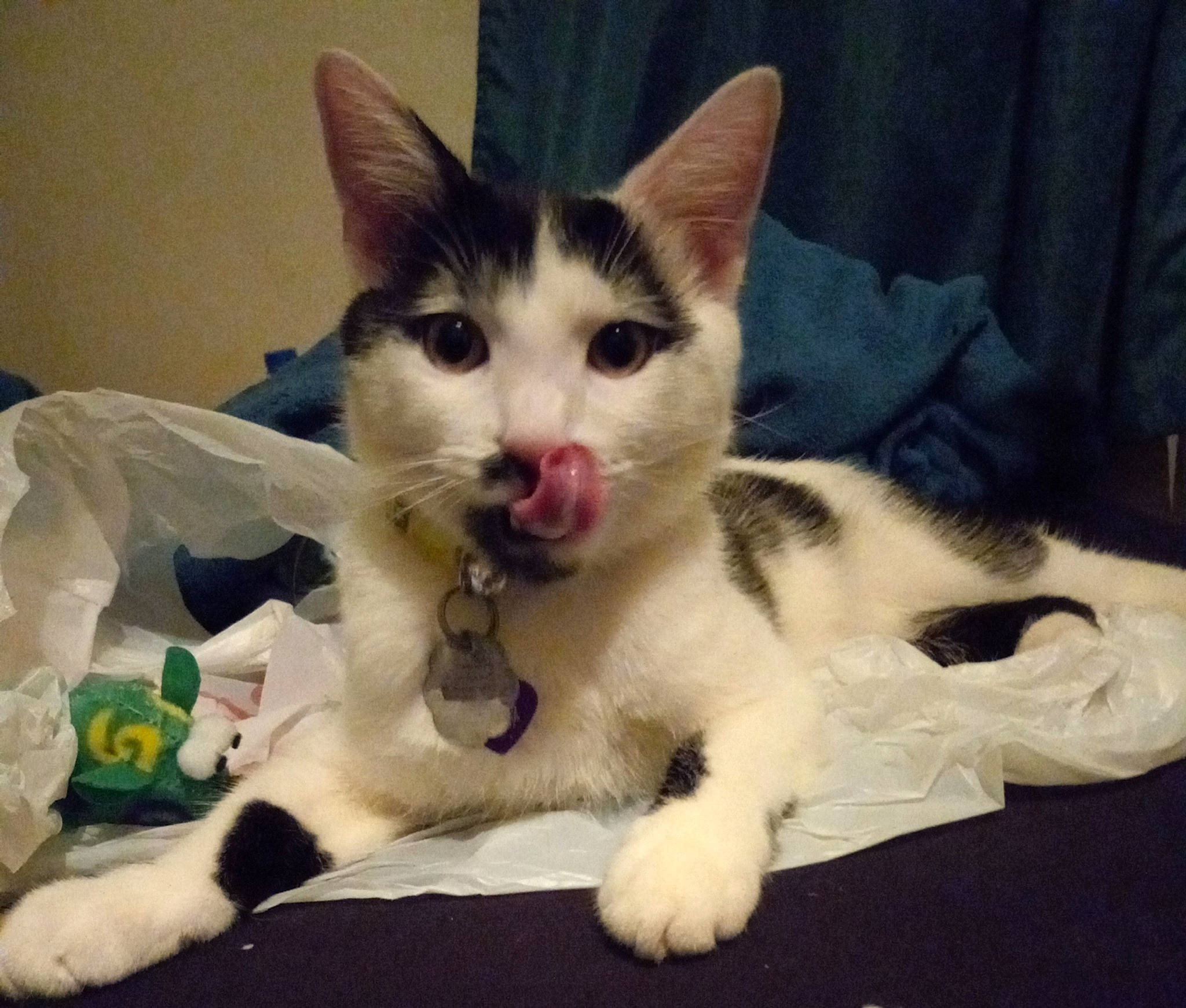 Domino joined the competition — help win amazing prizes! carnivore, cat, claw, comfort, companion_dog, dog_breed, domestic_short_haired_cat, fang, felidae, foot, fur, lap, paw, small_to_medium_sized_cats, tail, whiskers