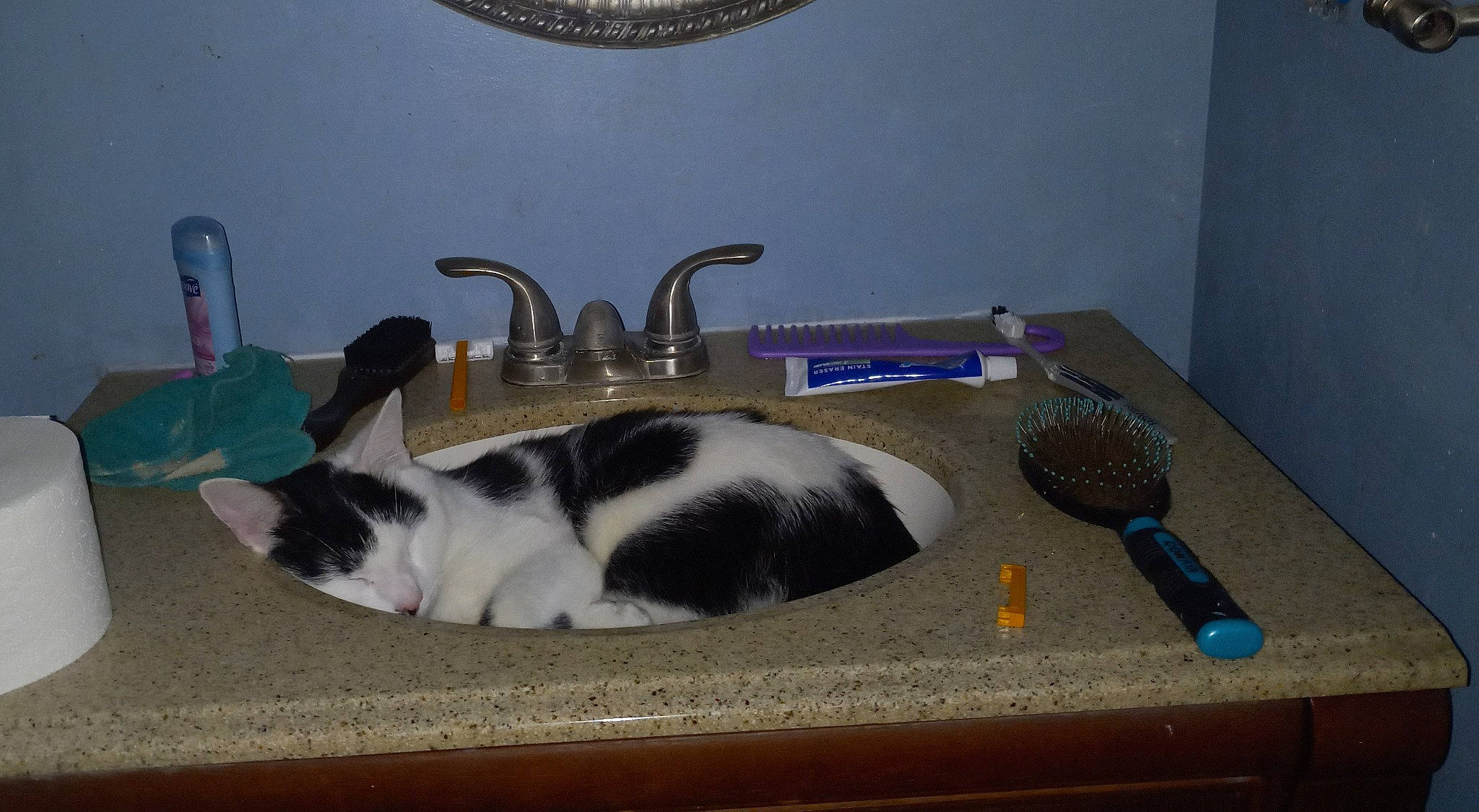 Domino joined the competition — help win amazing prizes! carnivore, cat, comfort, felidae, flooring, gas, hardwood, kitchen, linens, plumbing, plumbing_fixture, rectangle, room, serveware, sink, small_to_medium_sized_cats, table, tail, tap, whiskers