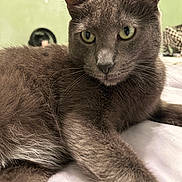 Gizmo is registered to the contest to win money with this photo: cat, gray_cat, feline, pet, animal, close_up, indoor, relaxed, fur, whiskers, yellow_eyes, laying_down, soft_surface, curious, domestic_cat, mammal, portrait, cute, home, resting