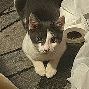 Feenyx joined the competition — help win amazing prizes! cat, gray_and_white, curious, wide_eyes, carpet, toilet_paper, tissue, indoor, pet, animal, feline, whiskers, paws, floor, looking_up, cute, domestic, mischievous, close_up, young_cat