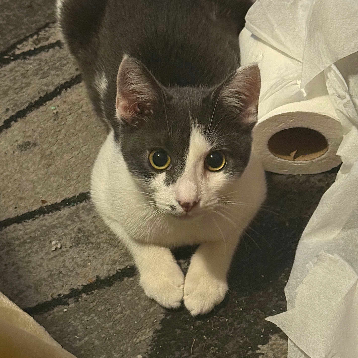 Feenyx joined the competition — help win amazing prizes! animal, carpet, cat, close_up, curious, cute, domestic, feline, floor, gray_and_white, indoor, looking_up, mischievous, paws, pet, tissue, toilet_paper, whiskers, wide_eyes, young_cat