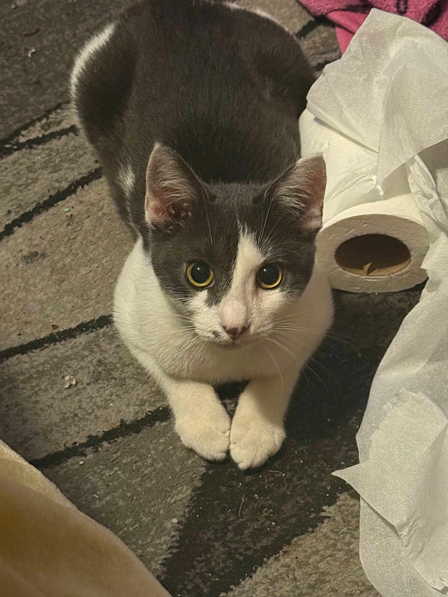 Feenyx joined the competition — help win amazing prizes! cat, gray_and_white, curious, wide_eyes, carpet, toilet_paper, tissue, indoor, pet, animal, feline, whiskers, paws, floor, looking_up, cute, domestic, mischievous, close_up, young_cat