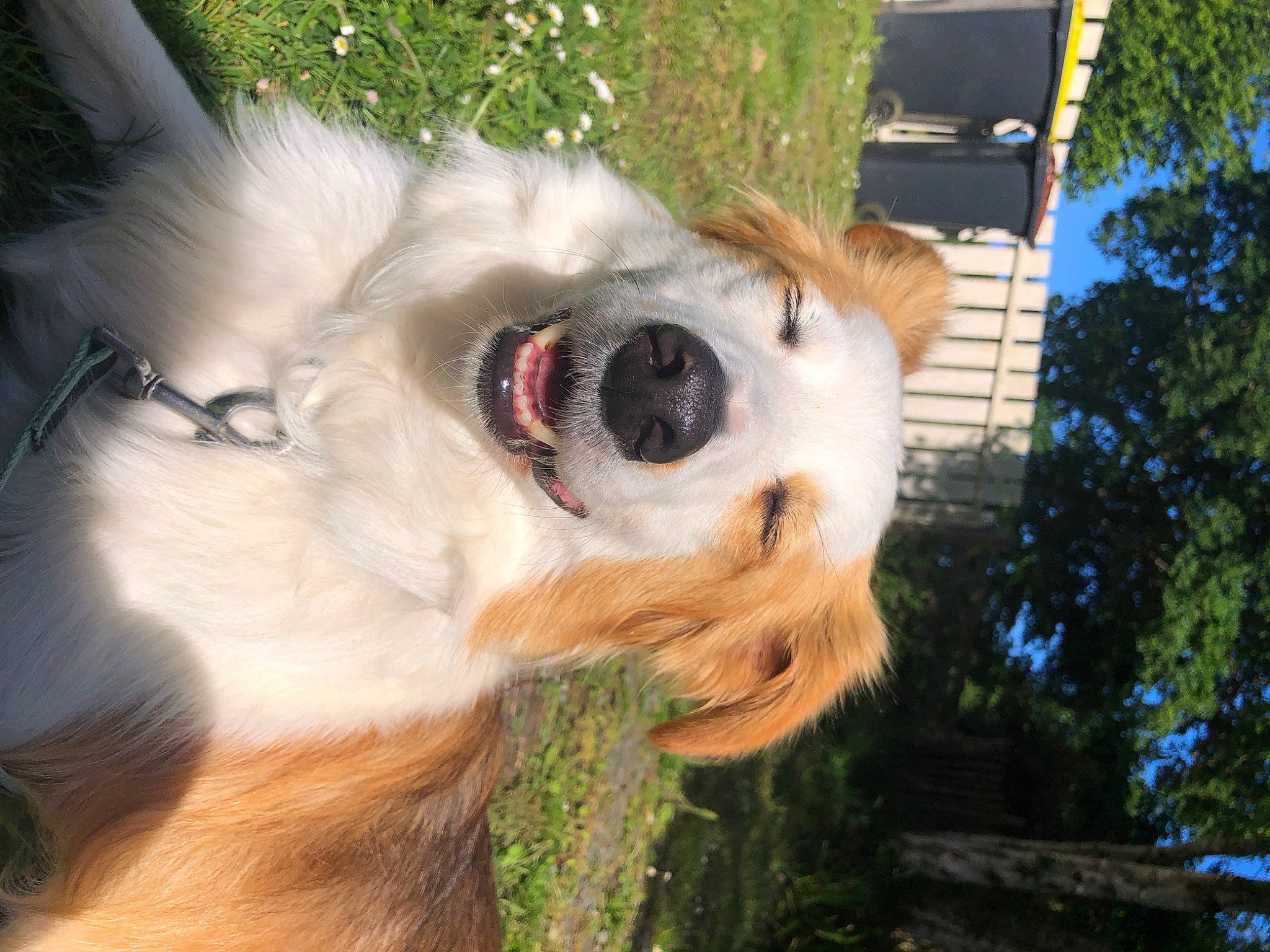 Kenny a rejoint le concours — aidez-le/la à gagner de superbes lots ! canidae, carnivore, collar, companion_dog, dog, dog_breed, dog_collar, dog_supply, fang, fawn, fur, grass, jaw, pet_supply, plant, sporting_group, tree, whiskers, working_animal, working_dog